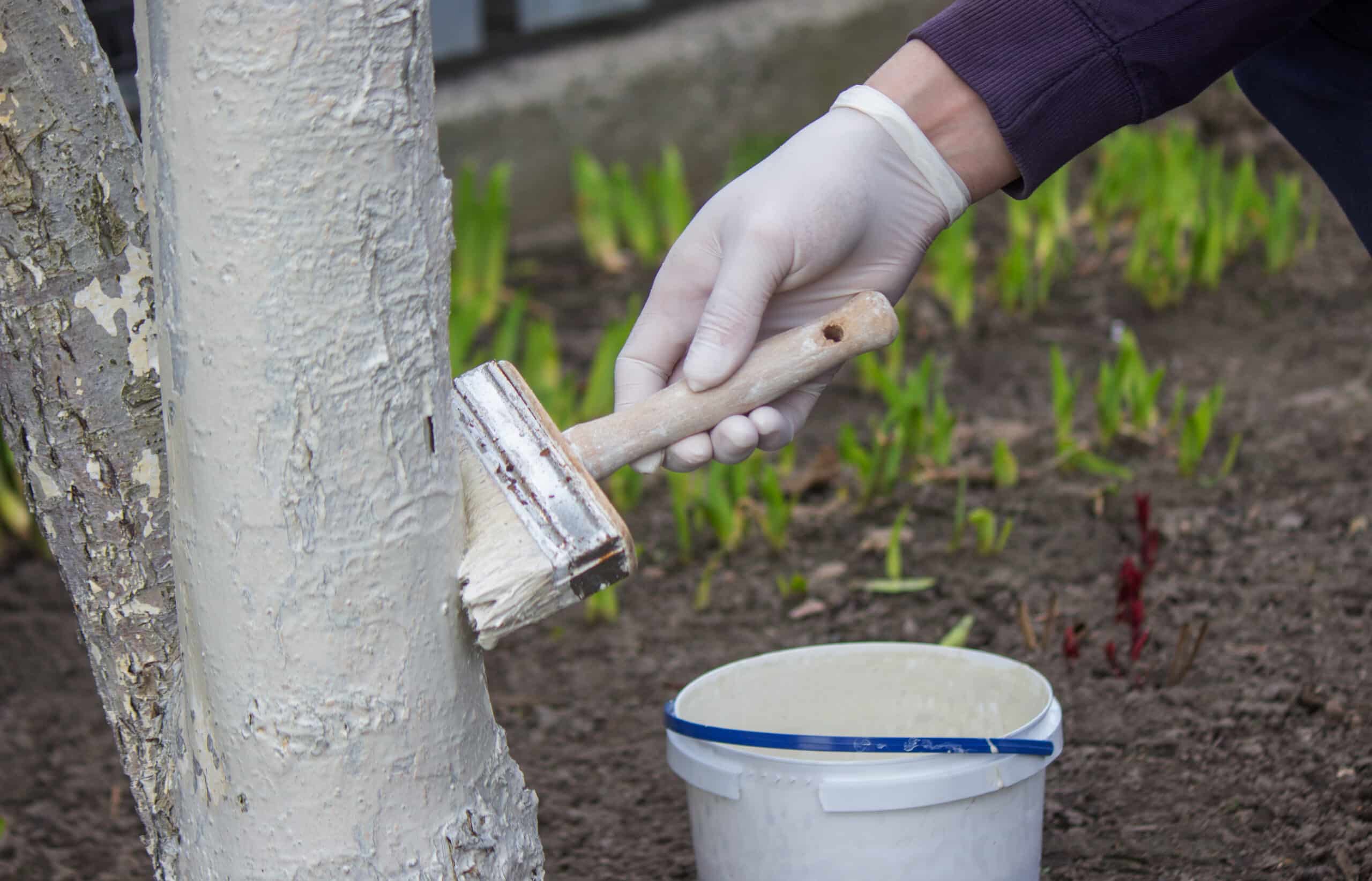 a male farmer covers a tree trunk with protective white paint against pests.