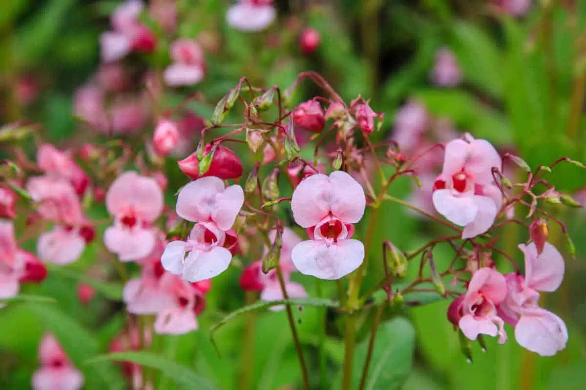jardin, cette plante adorée des français est désormais strictement interdite dans toute l’europe